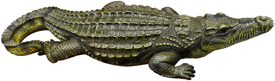 Alligator Profile Isolated