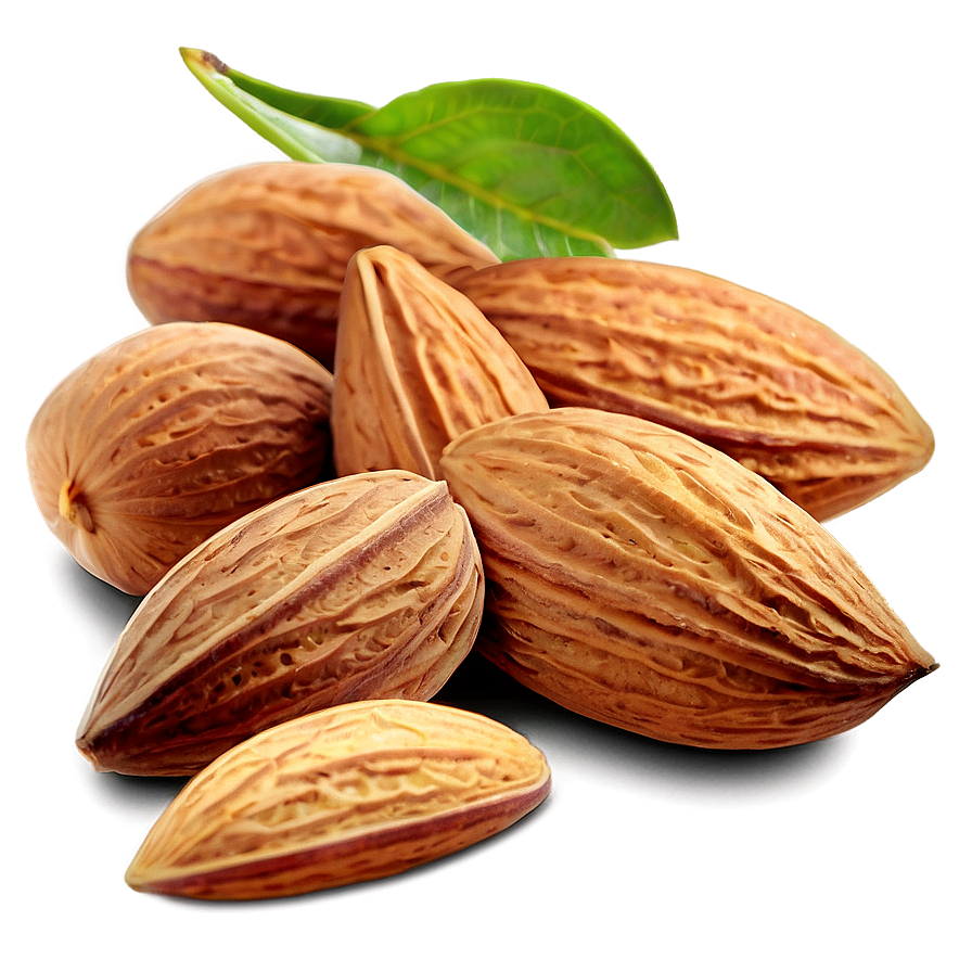 Almond Illustration Png 05242024