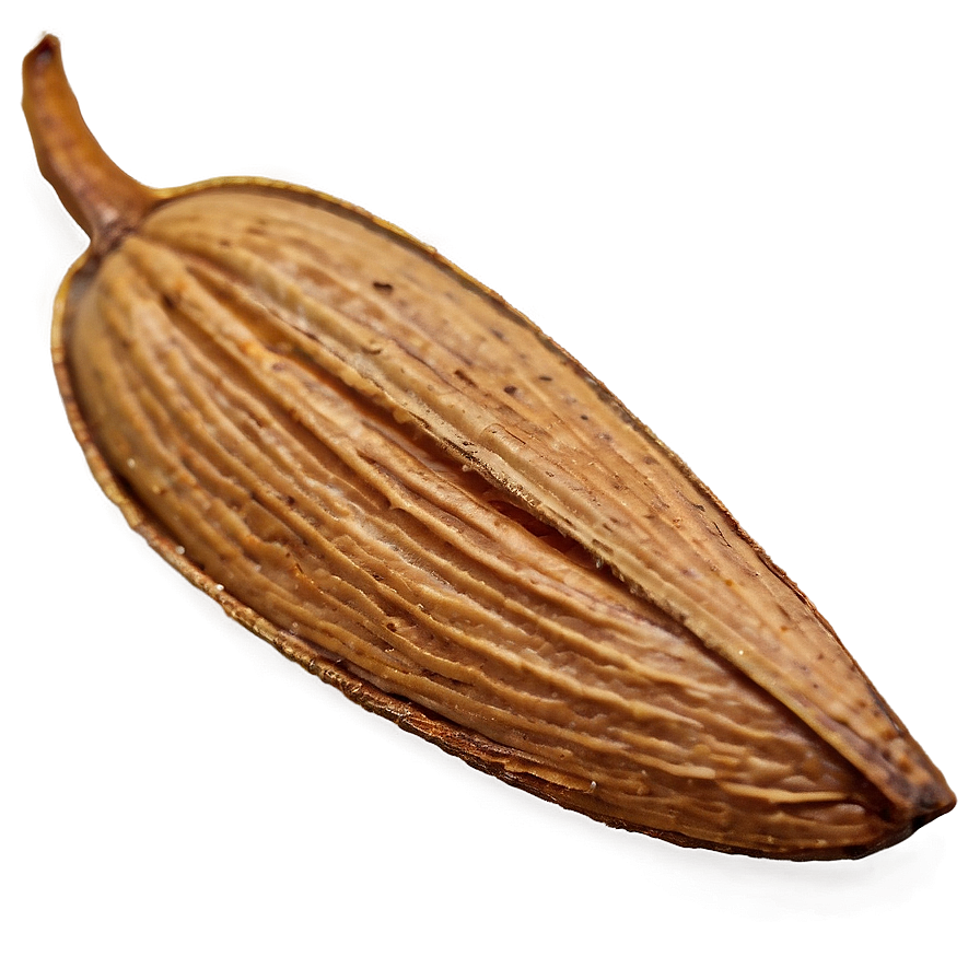 Almond On White Png Bkq