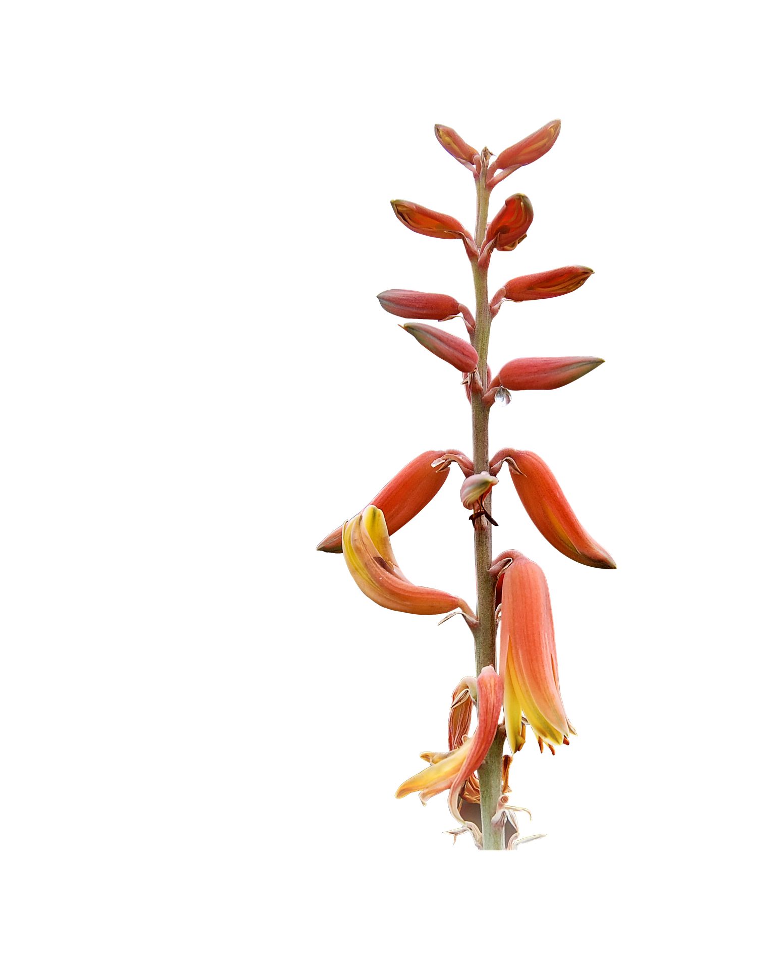 Aloe Vera Blooming Against Black Background