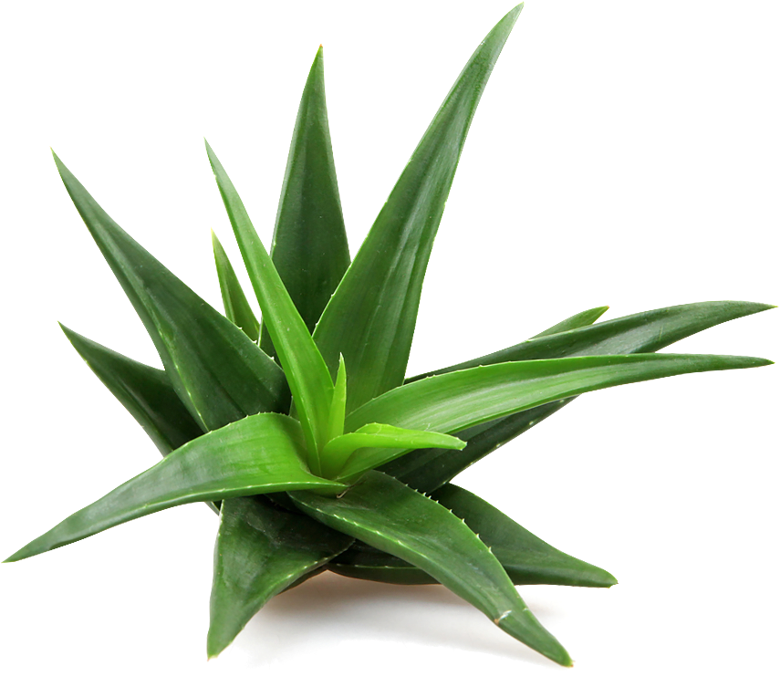 Aloe Vera Plant P N G Image