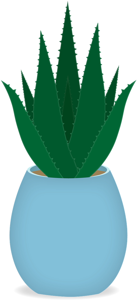 Aloe Vera Plantin Blue Pot