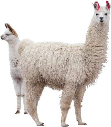 Alpaca Duo Isolatedon Background