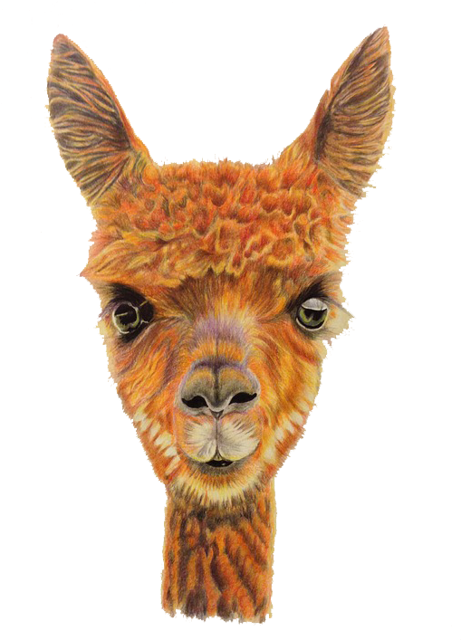 Alpaca Portrait Artwork