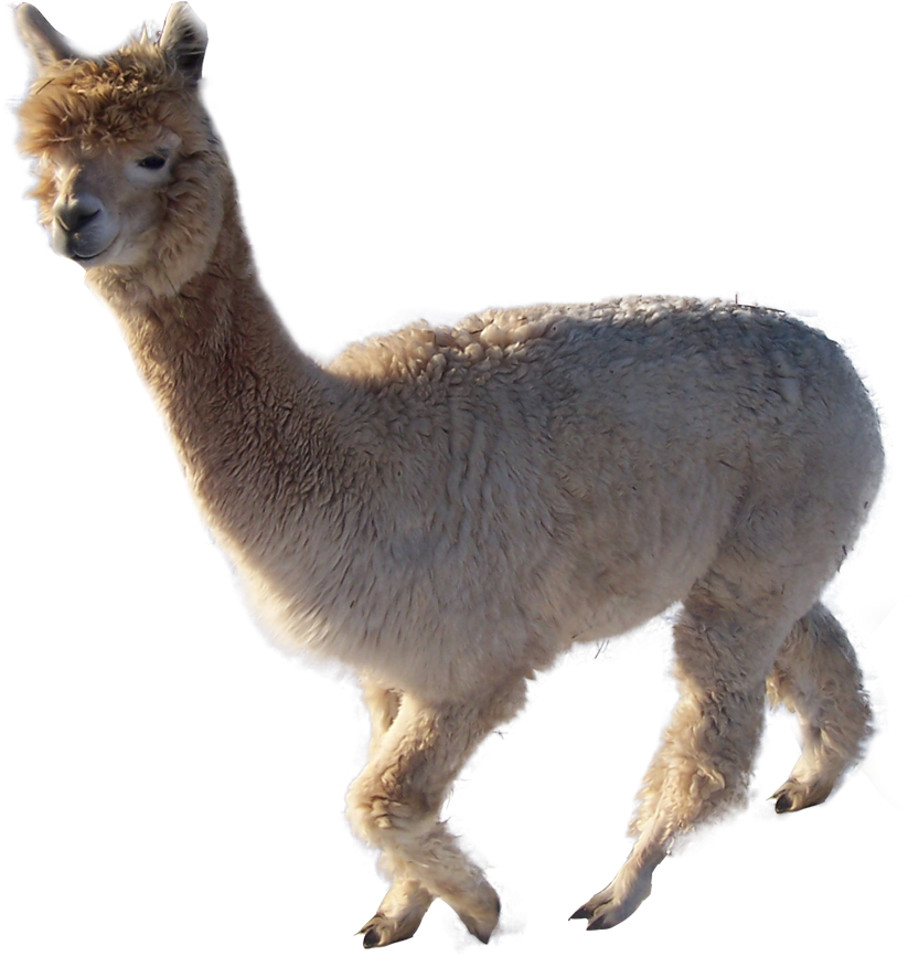 Alpaca Profile Isolated.png