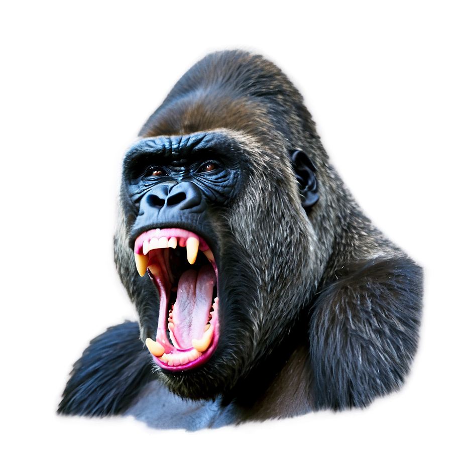 Alpha Gorilla In Anger Png Vir18