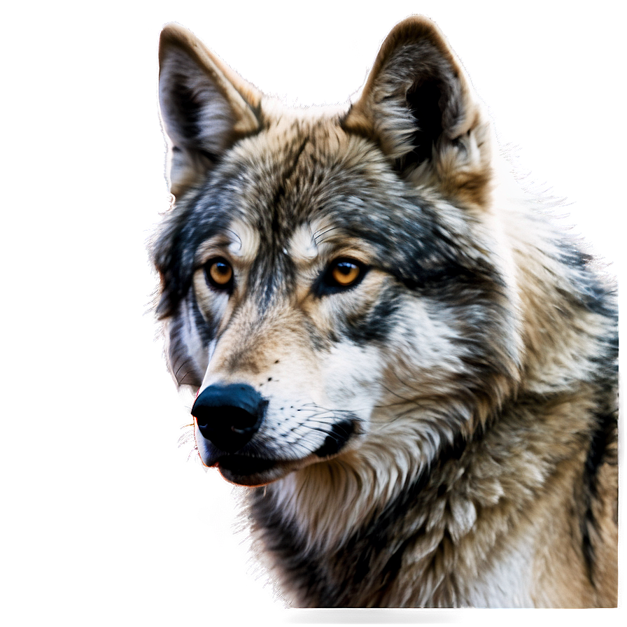 Alpha Wolf Portrait Png Qya93