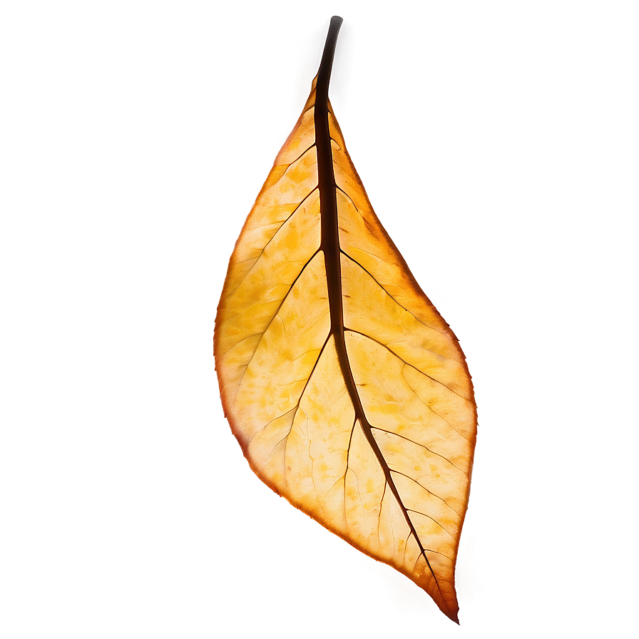 Amber Encased Leaf Png Kdp