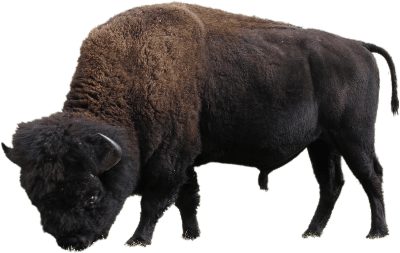 American Bison Side View