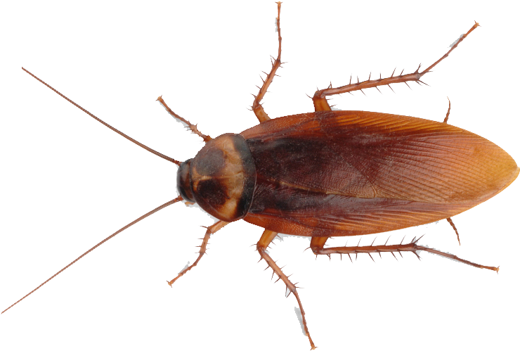 American Cockroach P N G Transparent Image