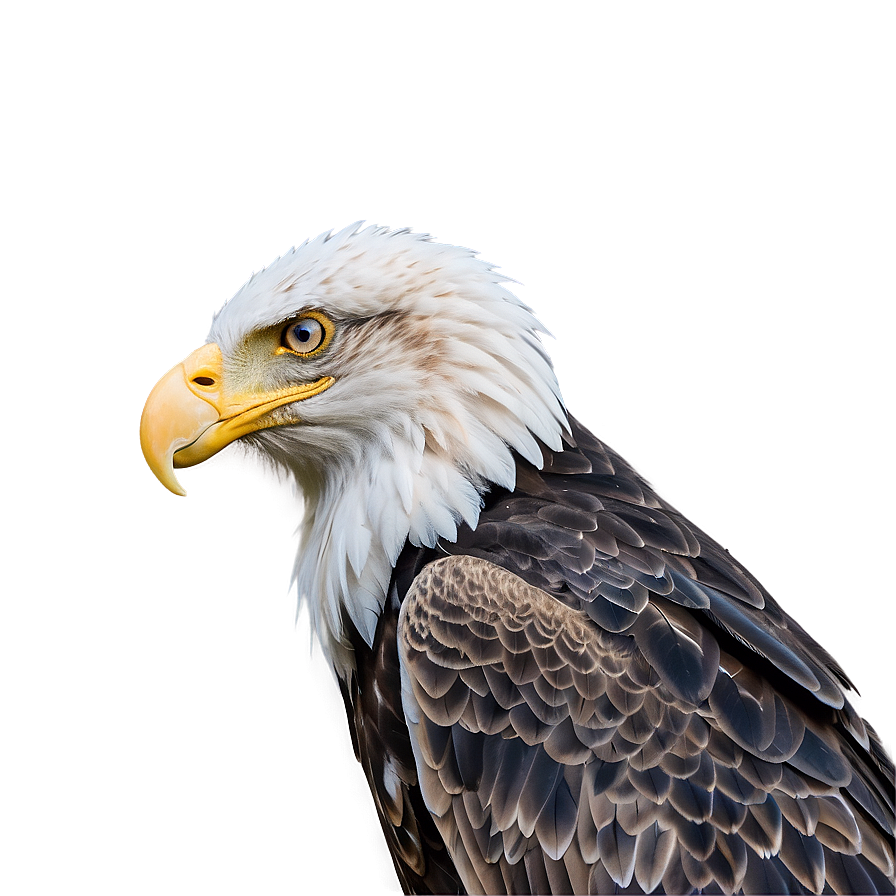 American Eagle In Dawn Light Png Cvt94