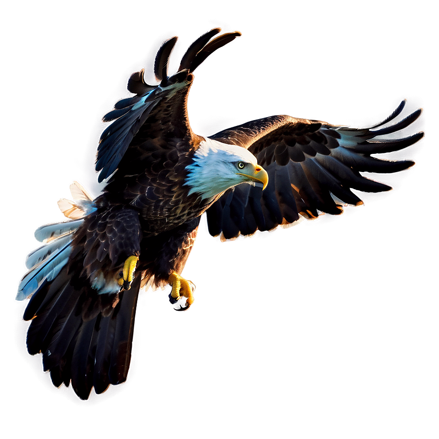 American Eagle In Dawn Light Png Gaq12