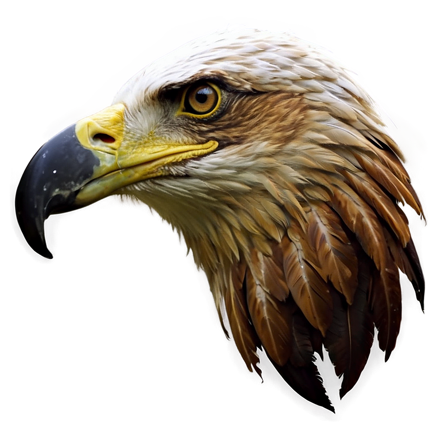 American Eagle Profile Png Hpm