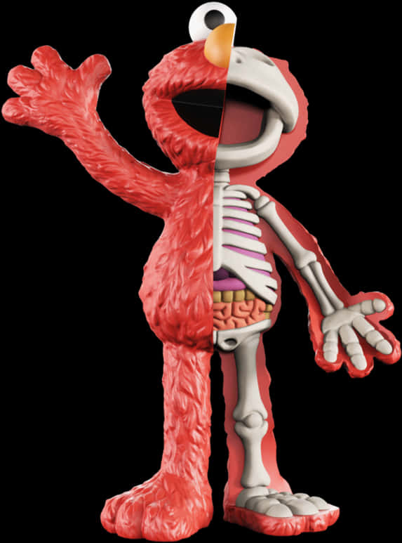 Anatomical Elmo Revealed