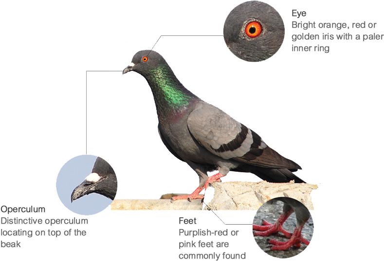 Anatomical Featuresof Pigeon