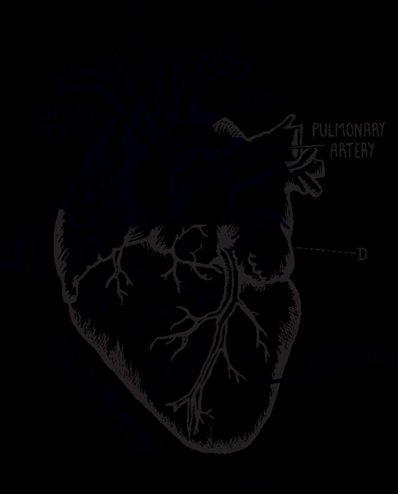 Anatomical Heart Diagram Tattoo Design