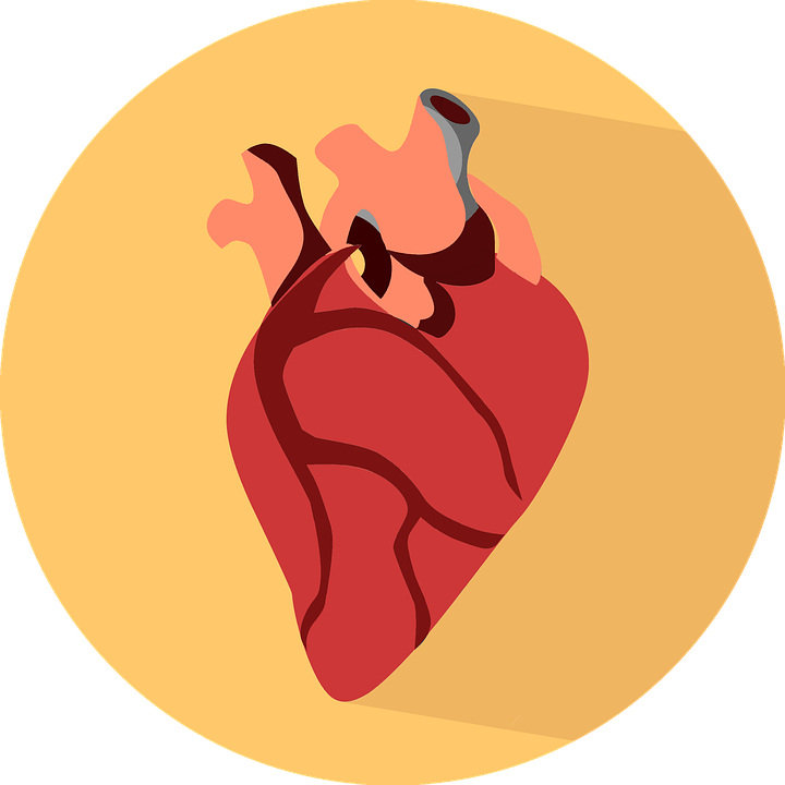 Anatomical Heart Icon