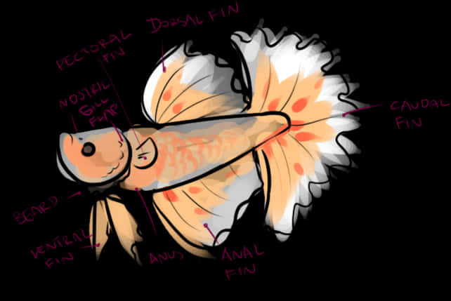 Anatomical Illustrationof Betta Fish