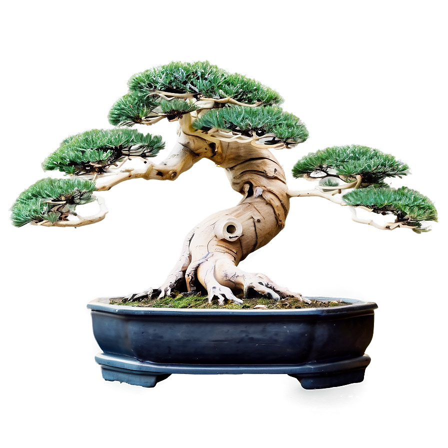 Ancient Bonsai Trees Png 05042024