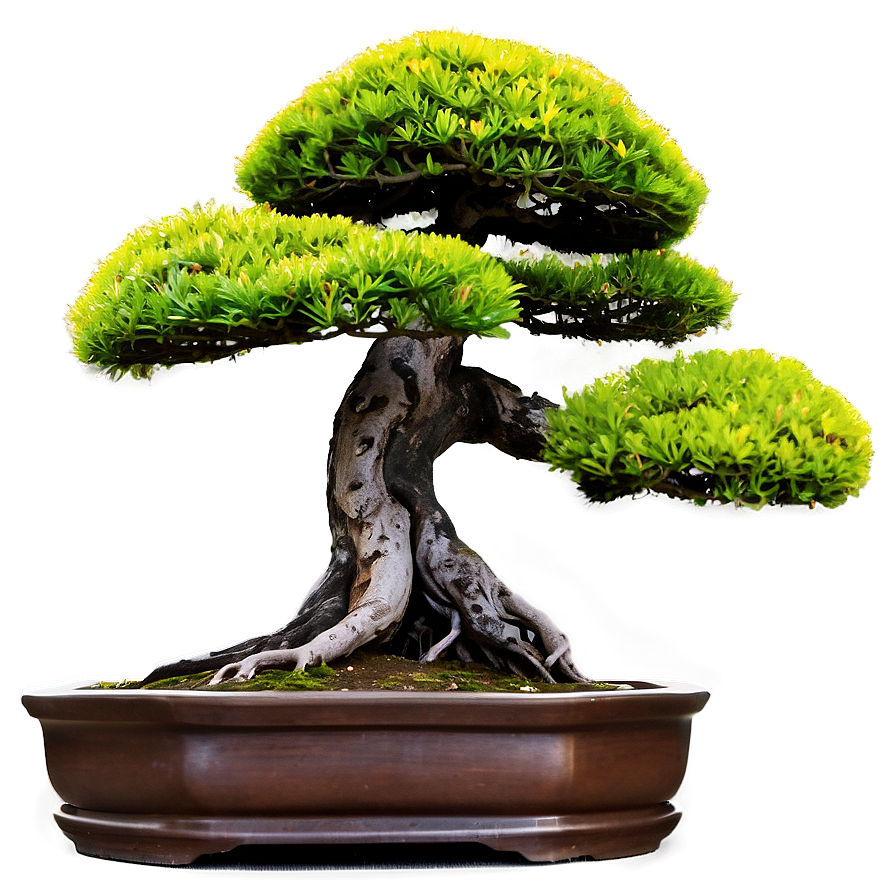 Ancient Bonsai Trees Png 18