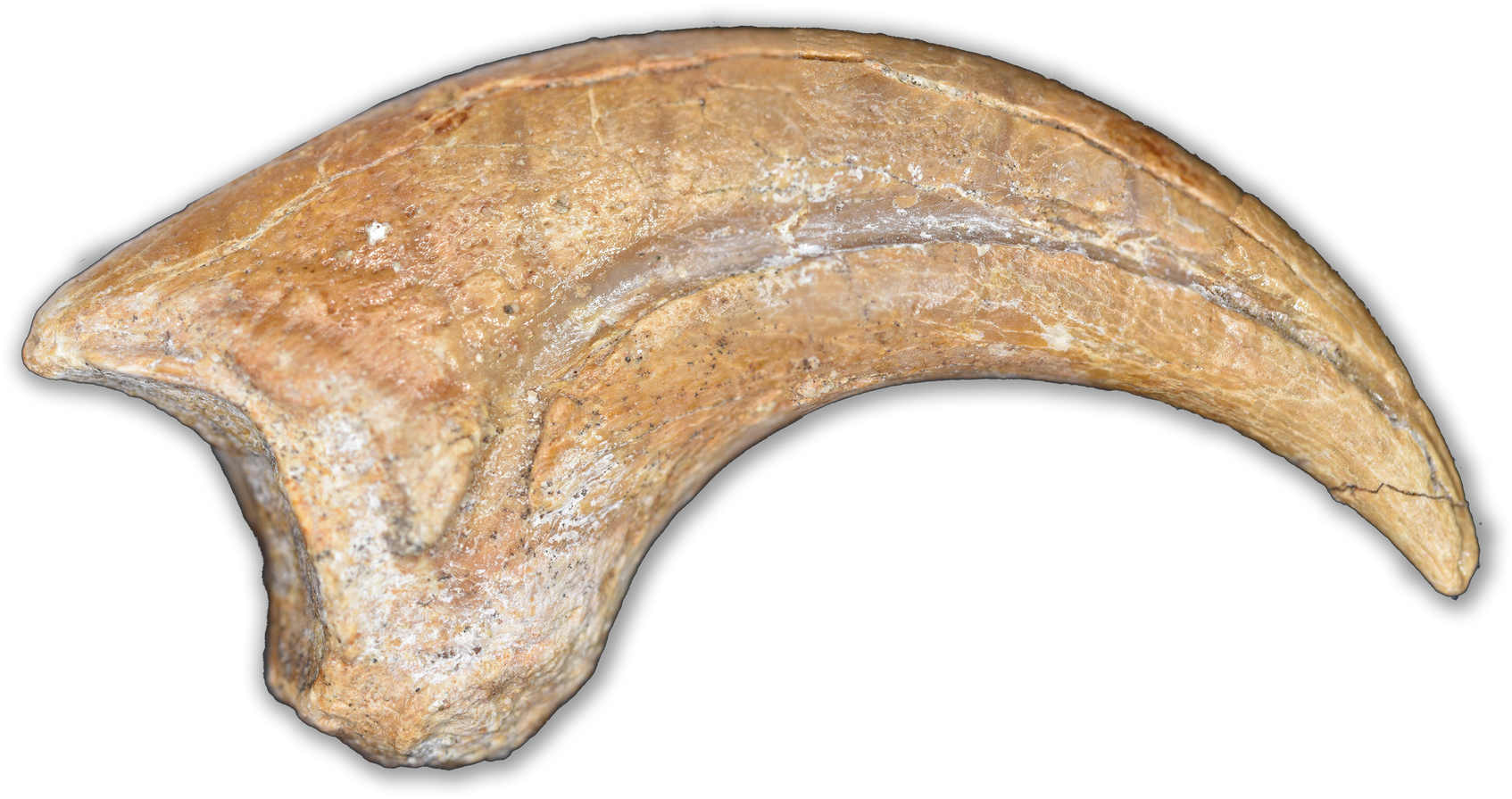 Ancient Claw Fossil