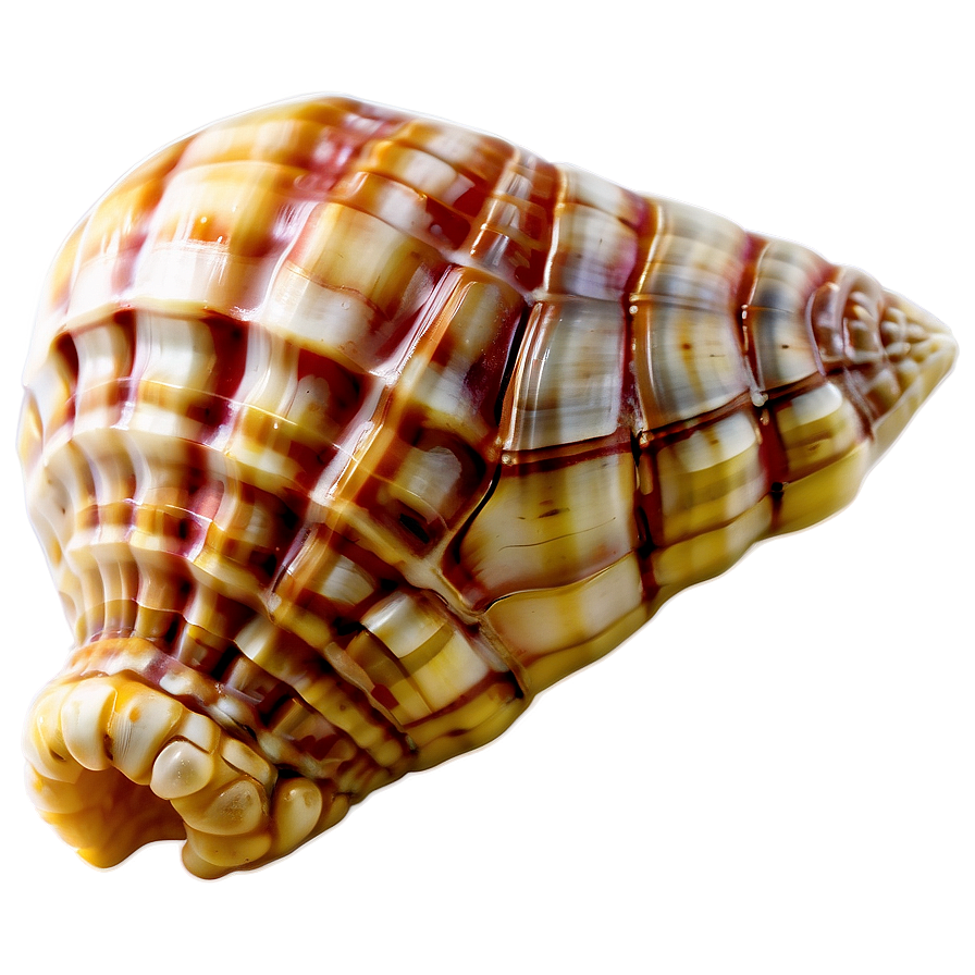 Ancient Conch Shell Png 06132024