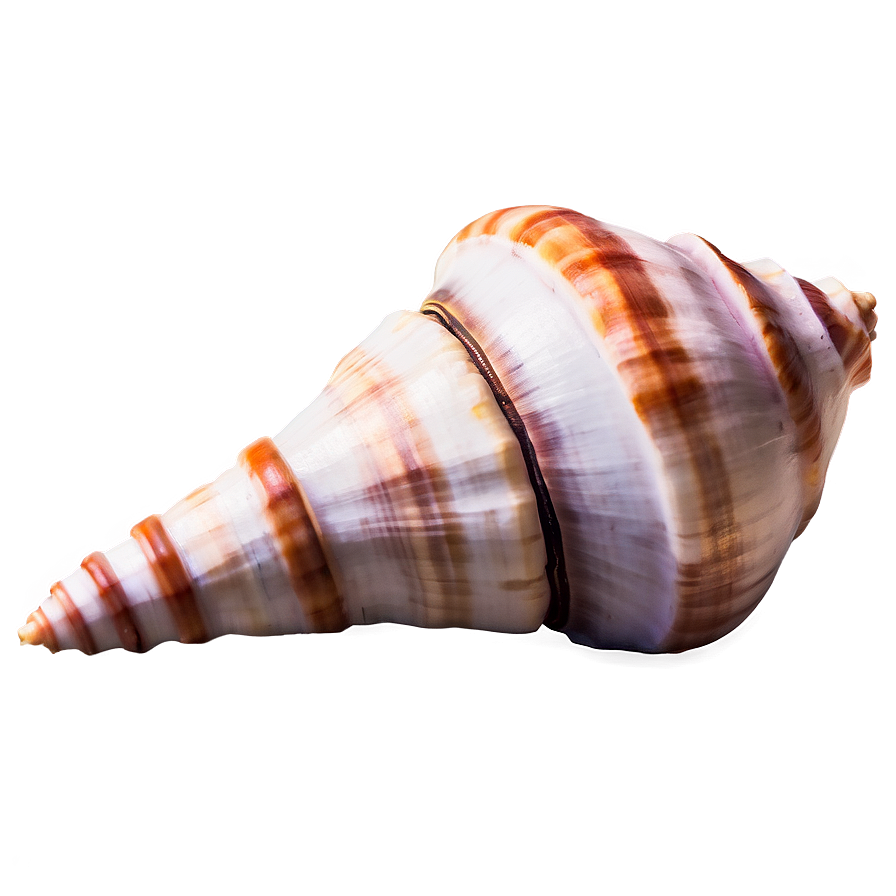 Ancient Conch Shell Png Aie80