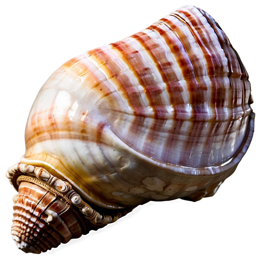 Ancient Conch Shell Png Kfg31