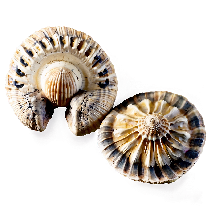 Ancient Fossilized Shells Png Via66