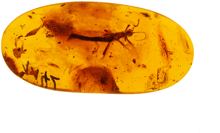 Ancient Insects Trappedin Amber