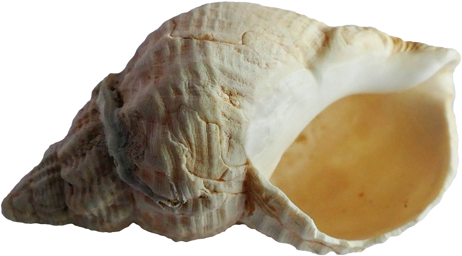 Ancient Sea Shell Fossil