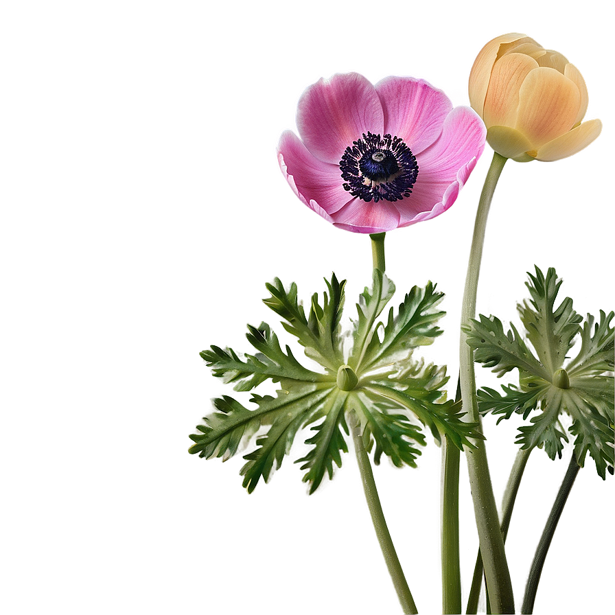 Anemone Botanical Art Png 06252024