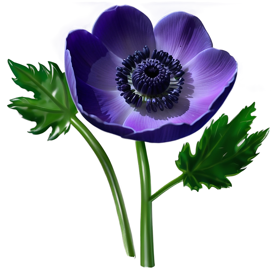 Anemone Drawing Png 06252024