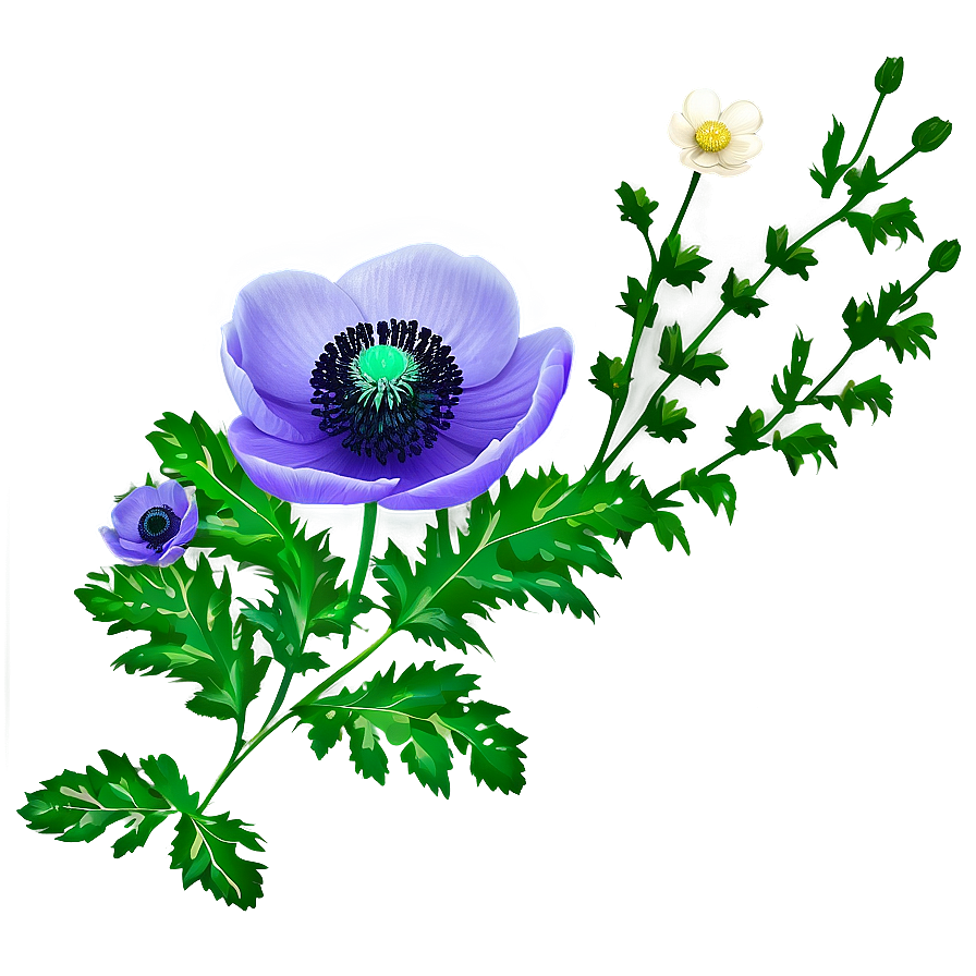 Anemone Elegant Png Sdd54