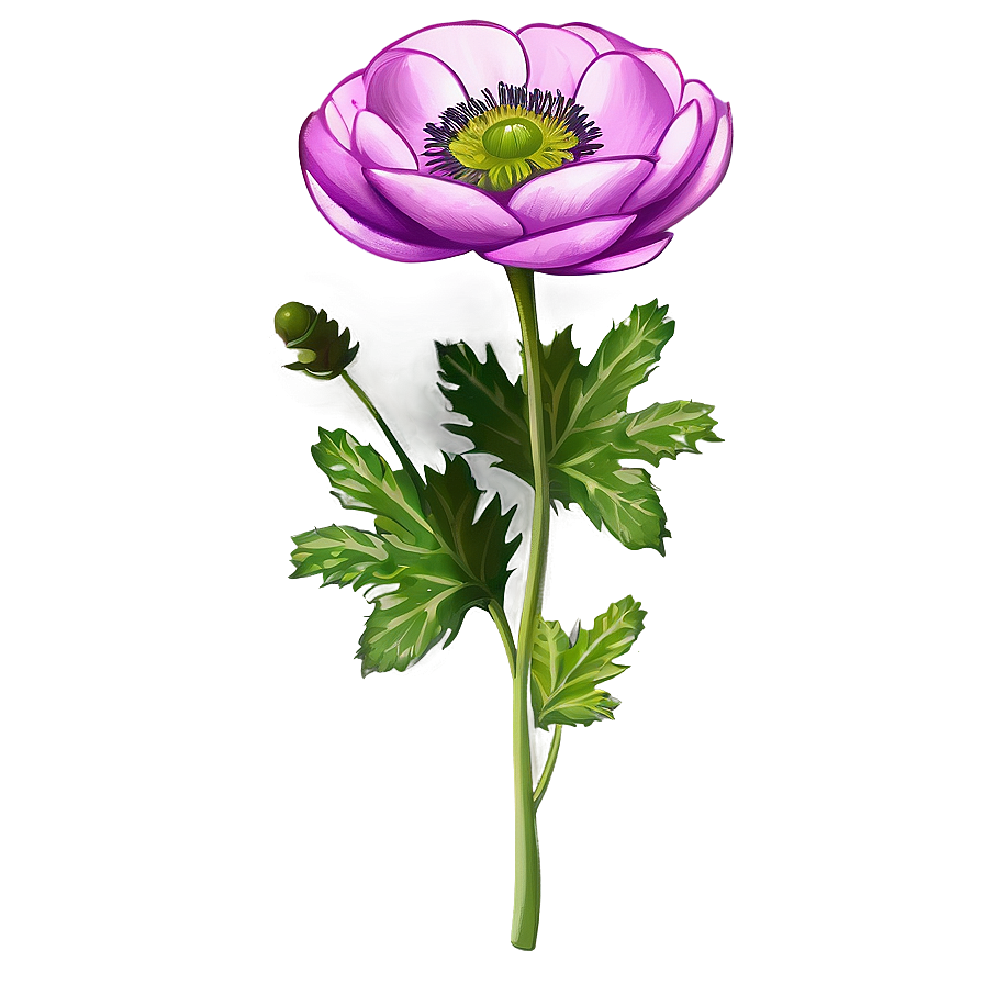 Anemone Flower Illustration Png Xqv30