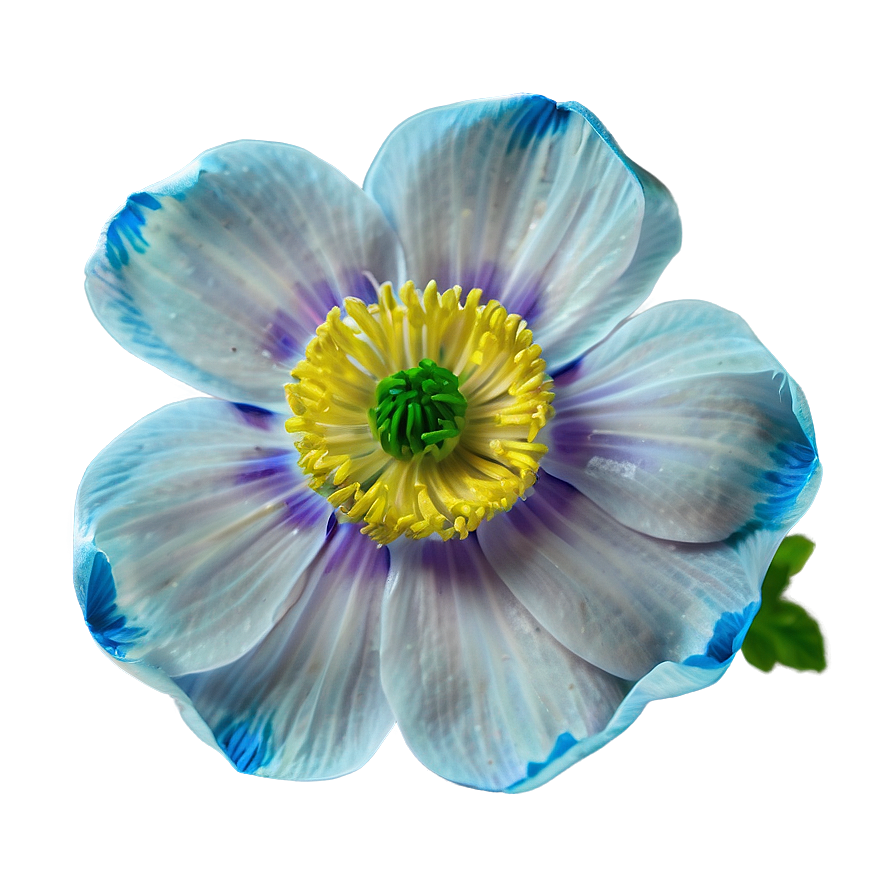 Anemone Fresh Look Png 06252024