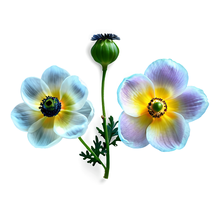 Anemone On White Background Png 06252024