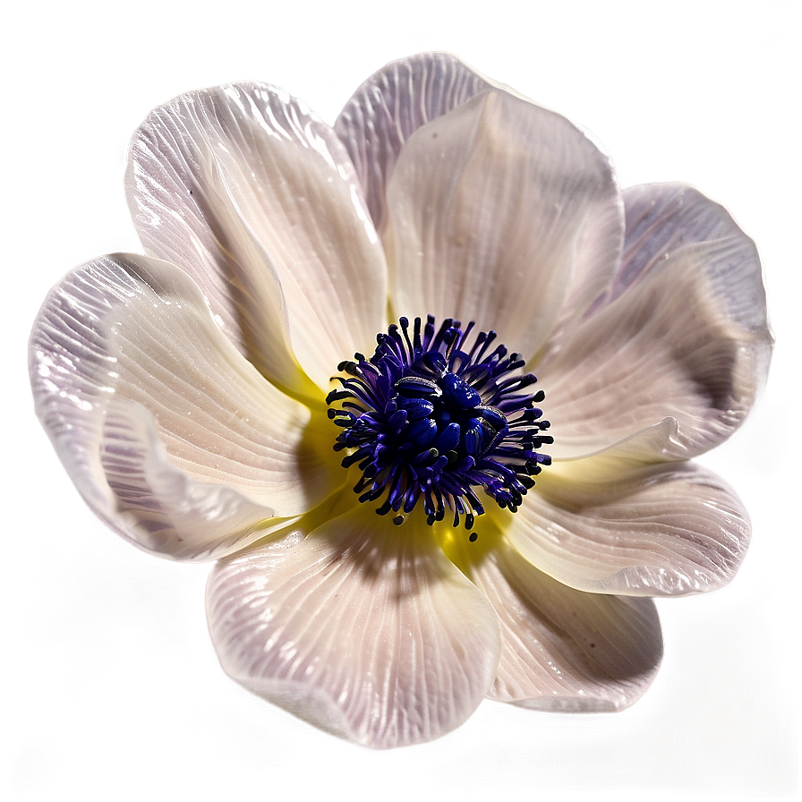 Anemone Petals Close-up Png Xpn72