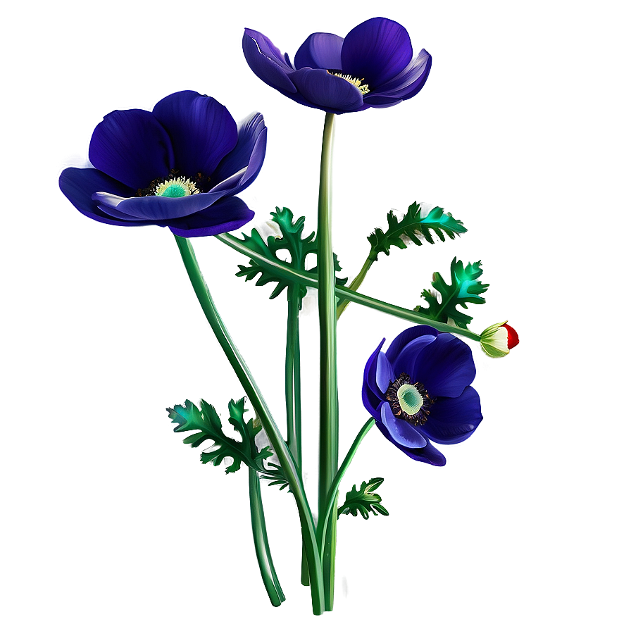 Anemone Vector Art Png 65