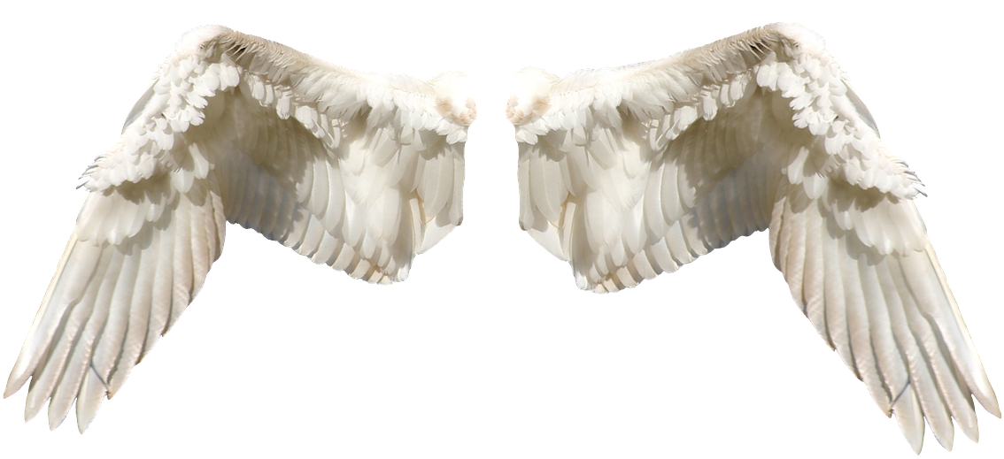 Angel Wings Isolatedon Transparent Background