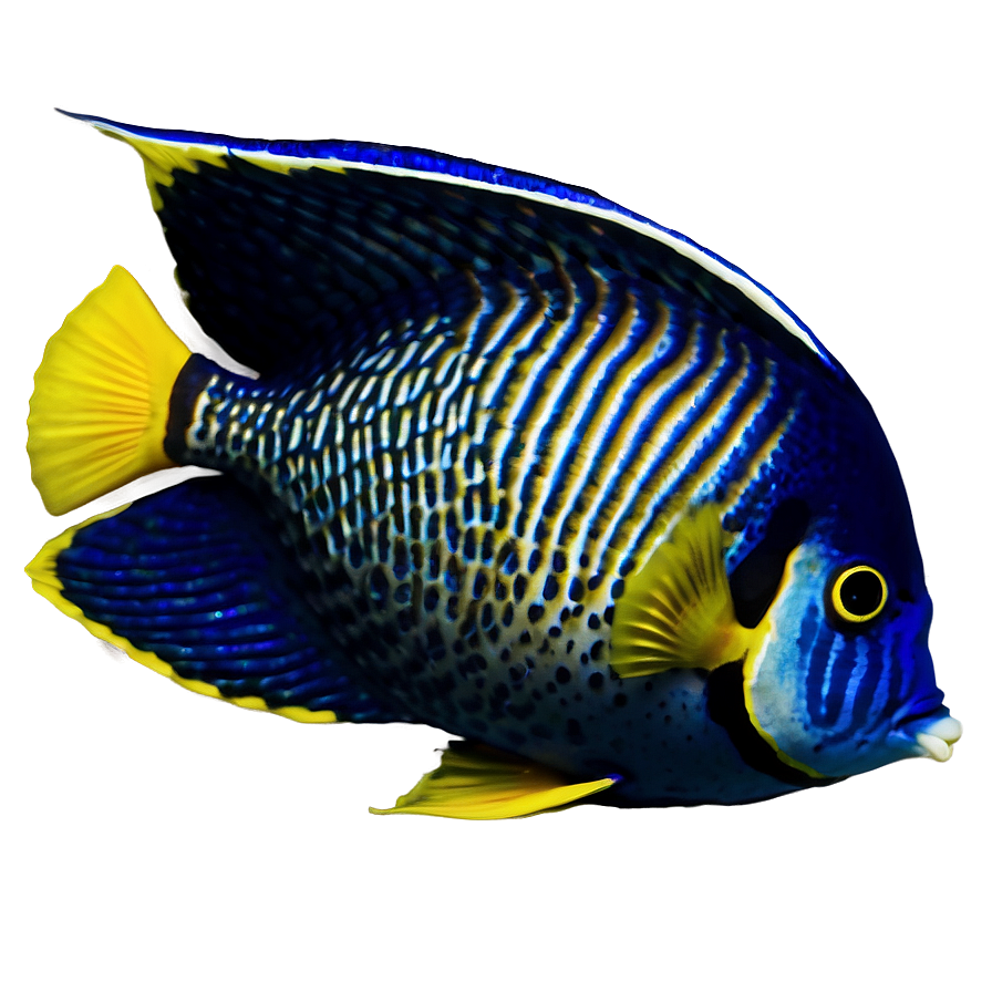 Angelfish Png 16