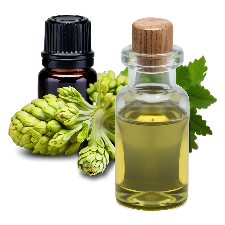 Angelica Essential Oil Png Bnf