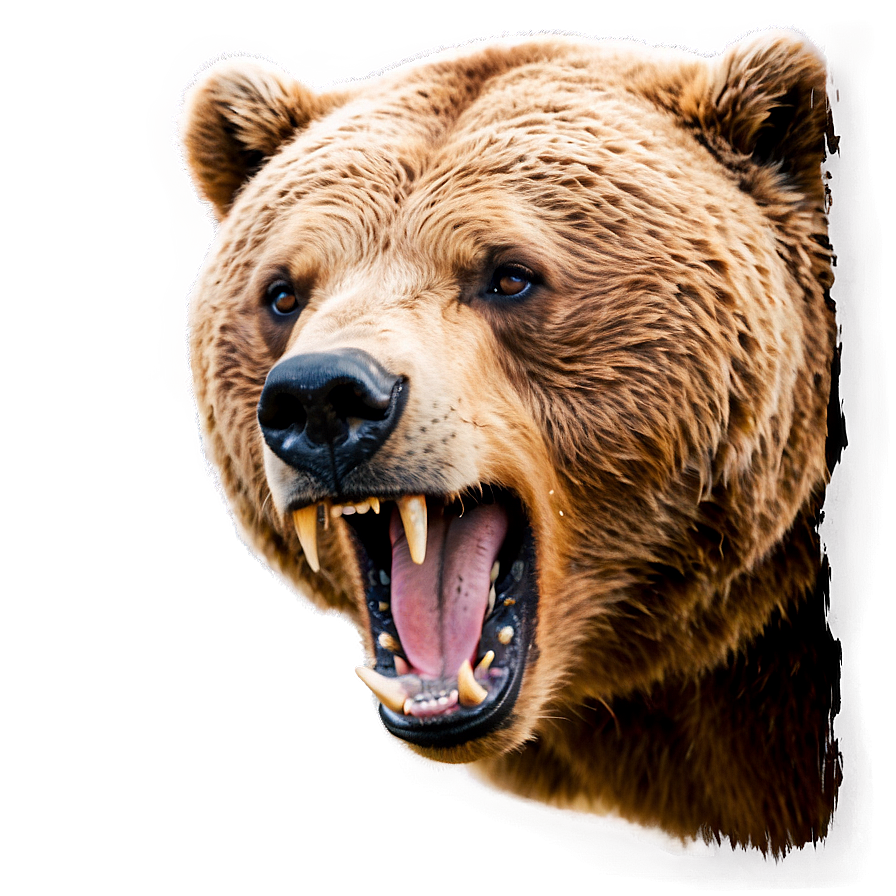 Angry Bear Face Picture Png 31