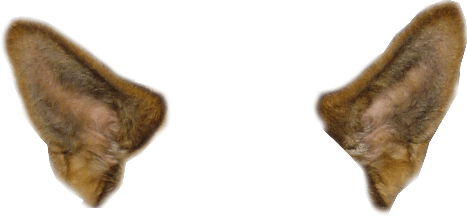 Animal Ears Transparent Background