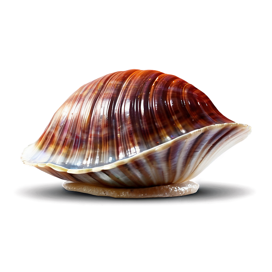 Animated Clam Character Png 05242024