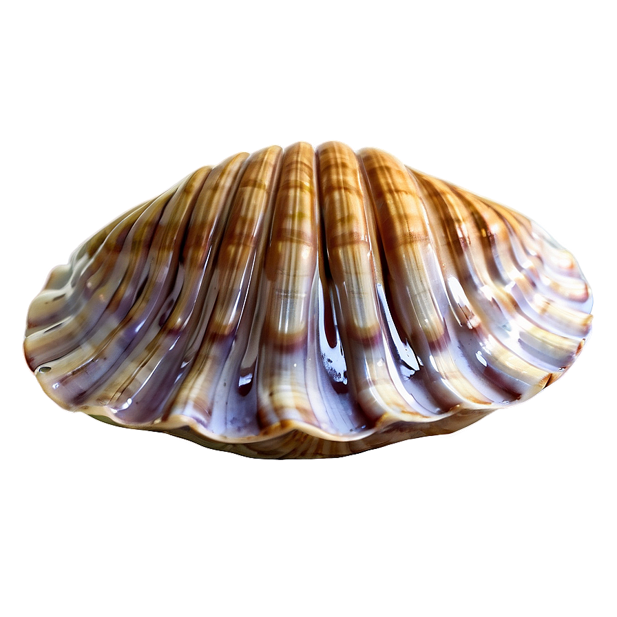 Animated Clam Character Png 05242024