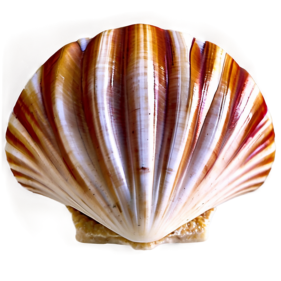 Animated Clam Shell Png 59