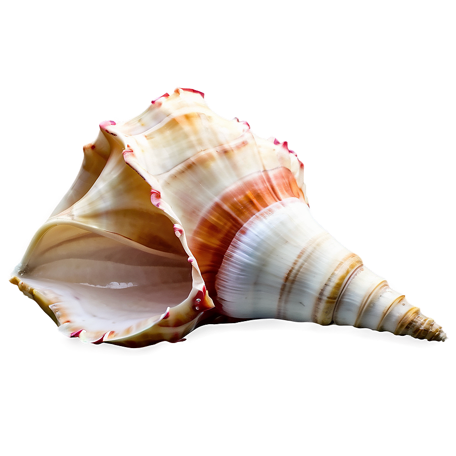 Animated Conch Shell Png 06132024