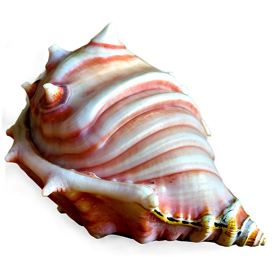 Animated Conch Shell Png 48