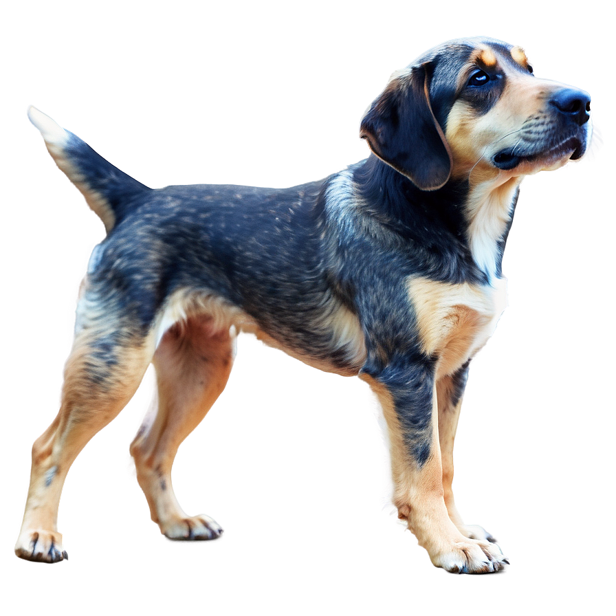 Animated Dog Png Pvf